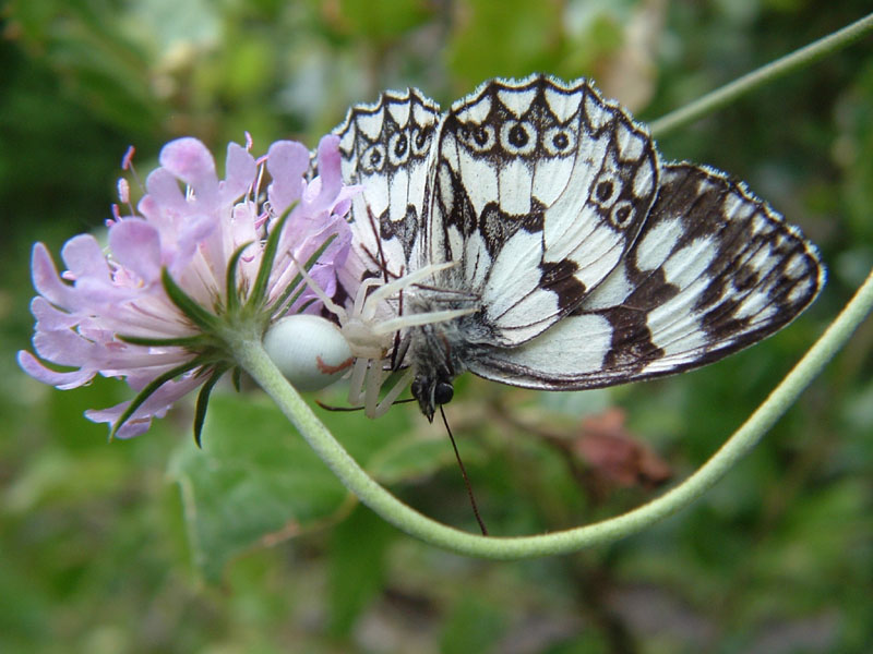 Melanargia galathea (e Misumena vatia)